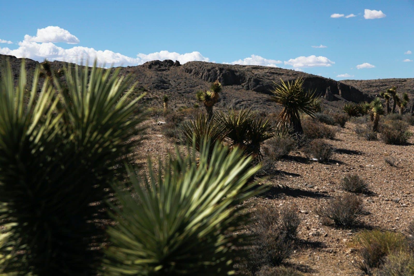 Agave plants